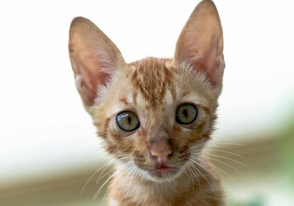 ¿Cómo cuidar a un canario durante la muda de plumas?
