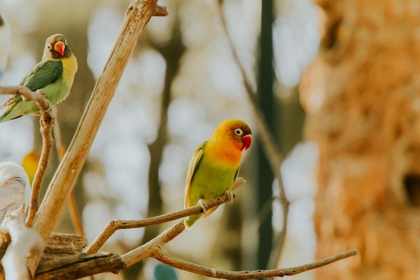 ¿Qué hacer si tu gato se niega a usar su caja de arena?