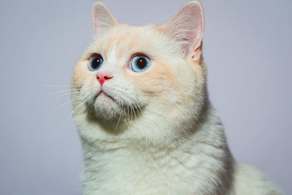 ¿Cómo enseñar a tu gato a usar un inodoro en lugar de una caja de arena?