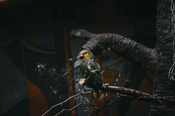 ¿Cuáles son las señales de que un hámster está sufriendo de estrés?